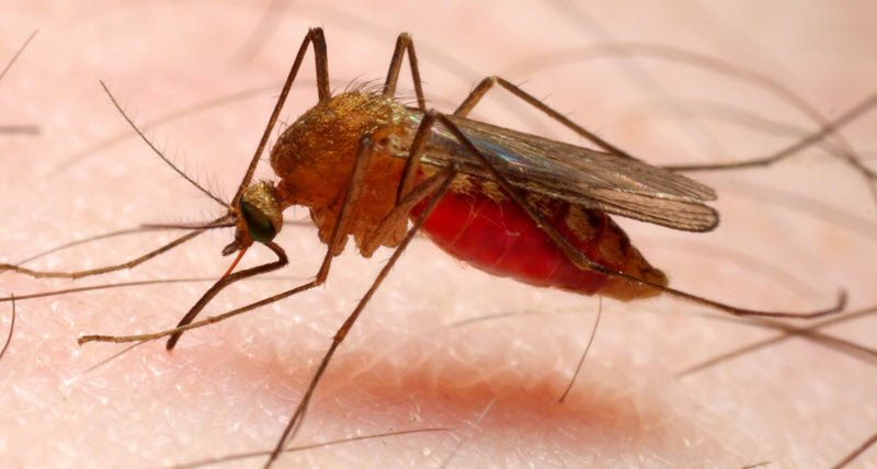 malaria mosquito