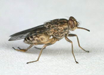 East African Trypanosomiasis fly
