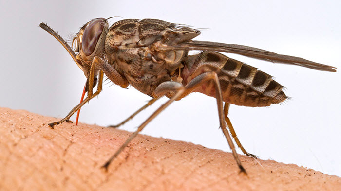 West African trypanosomiasis - tsetsefly